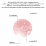 Koyu Leke Düzeltici Meso Serum 6ml x 2 adet - Görsel 4