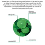 Kaplan Otu ve Pelin Cilt Serumu 30 Ml - Görsel 3