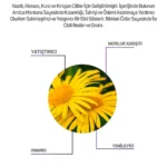 Arnica Montana Hassas Serum 30 Ml - Görsel 4