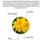 Arnica Montana Hassas 30 Spf Bbc Krem 20 Ml - Görsel 6