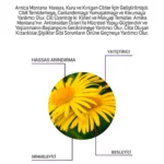 Arnica Montana Hassas Tonik 200 Ml - Görsel 3